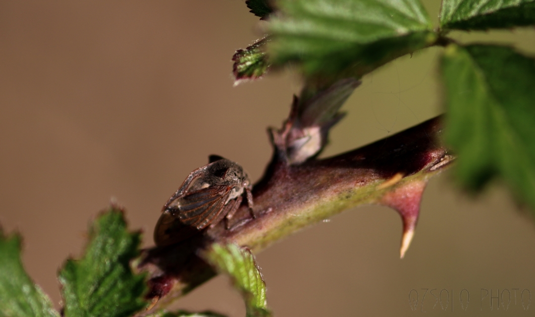 Centrotus cornutus - szarvaskabóca