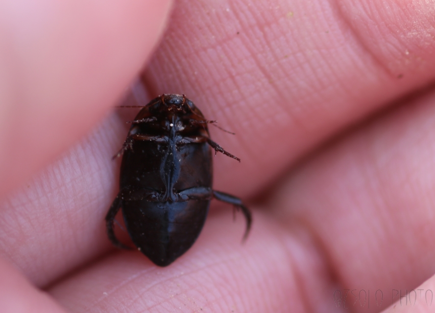Hydaticus seminiger - fekete mocsáricsíkbogár