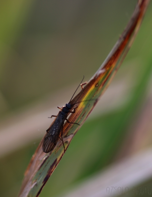 Plecoptera - Álkérészek