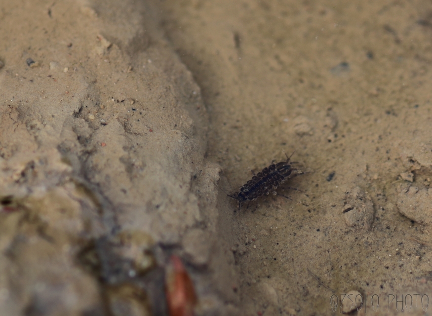 Asellus aquaticus - közönséges víziászka