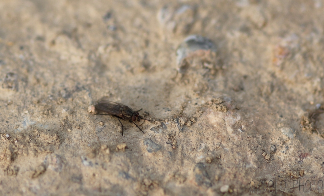 Anthomyiidae - viráglegyek
