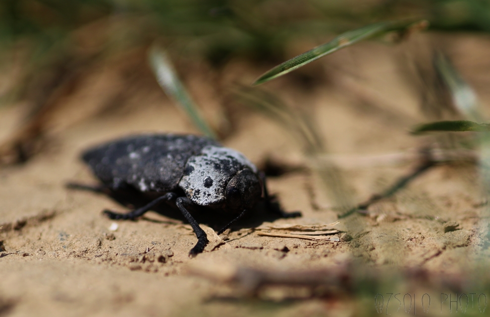 Capnodis tenebrionis - kökény-tükrösdíszbogár