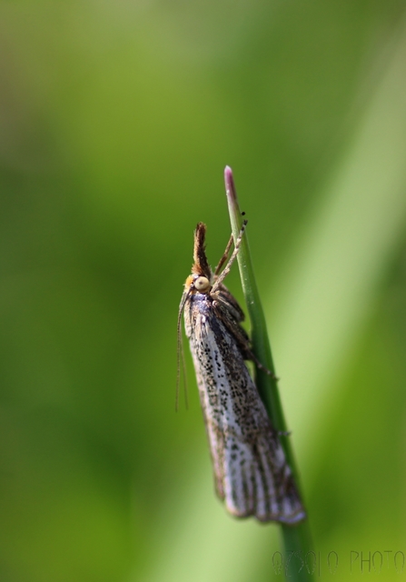 Thisanotia chrysonuchella - tavaszi fűgyökérmoly