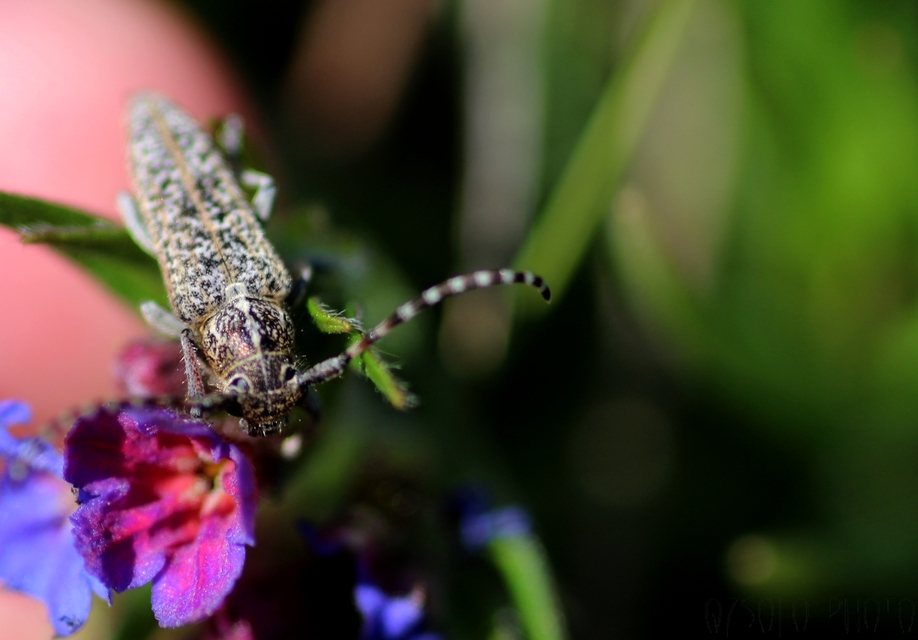Pilemia tigrina - atracélcincér