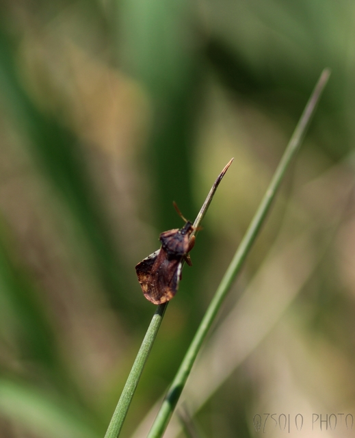 Phymata crassipes - fogólábú poloska