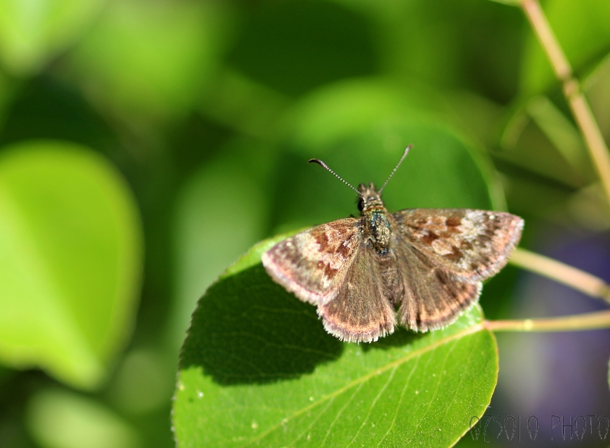 Erynnis tages - cigánylepke