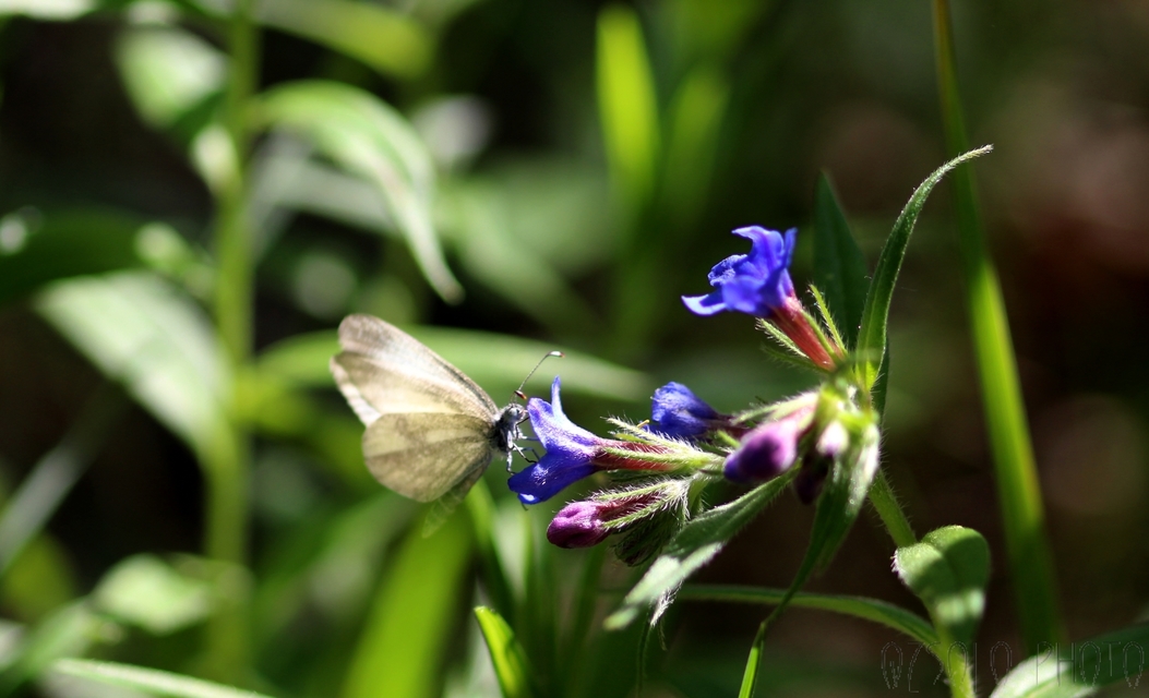 Leptidea sinapis/juvernica