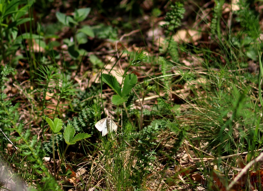 Siona lineata - vonalas fehéraraszoló
