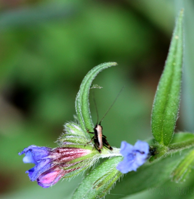 Pholidoptera griseoaptera - szürke avarszöcske