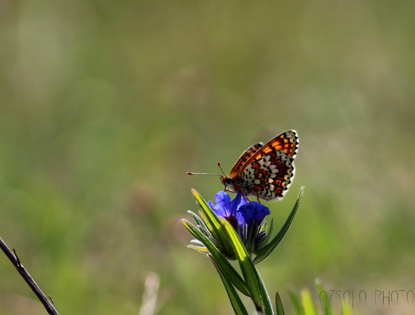 Melitaea cinxia - réti tarkalepke