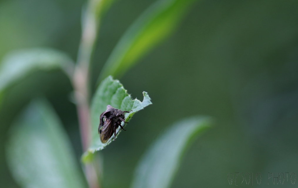 Centrotus cornutus - szarvaskabóca