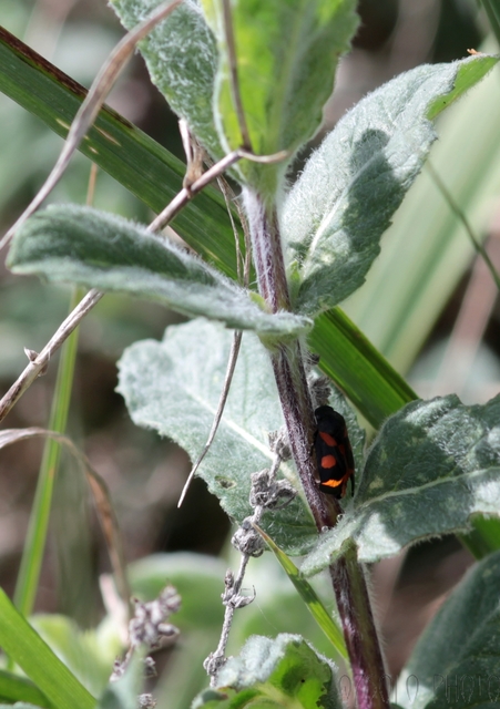 Cercopis