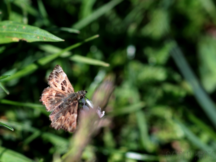 Carcharodus alceae - mályva-busalepke