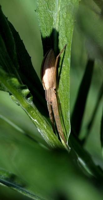 Tibellus