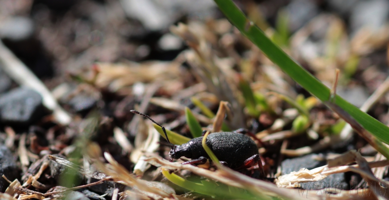 Dodecastichus mastix - lécesorrú gyalogormányos