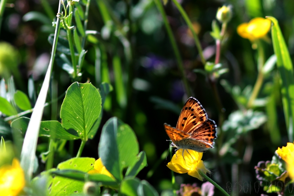 Lycaena thersamon - kis tűzlepke
