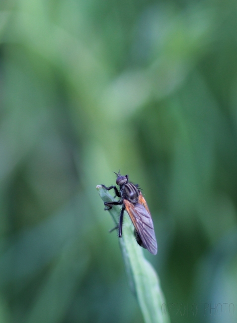 Empis