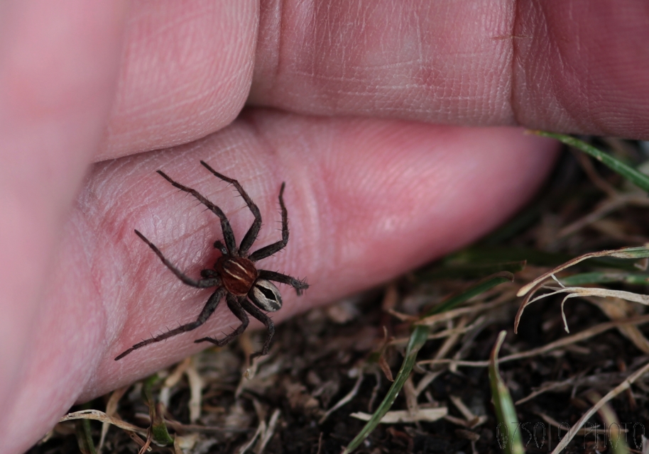 Thanatus arenarius