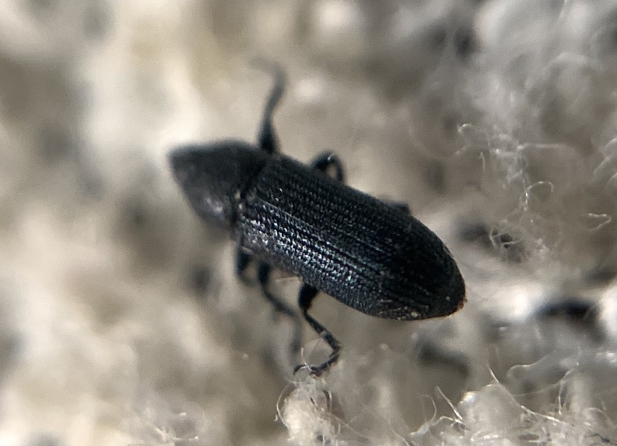 Mecinus janthiniformis - déli gyújtoványfű-ormányos