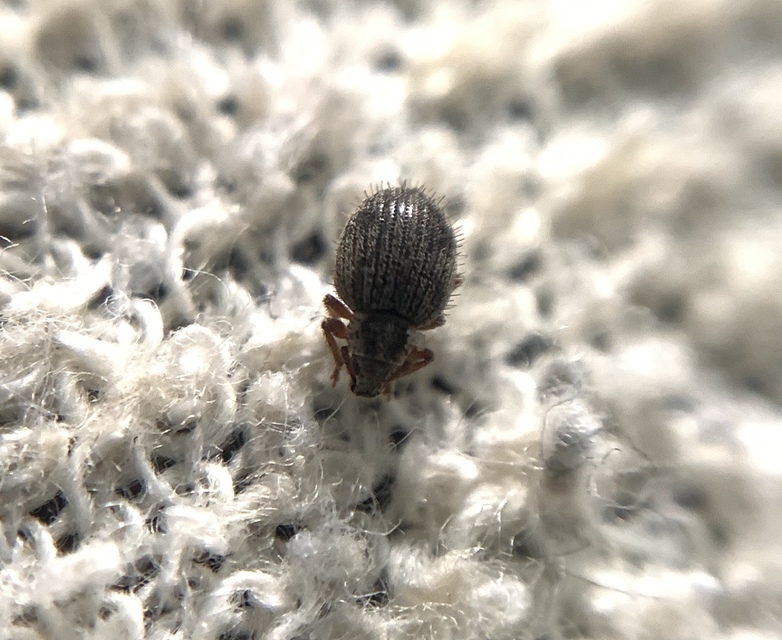 Brachysomus echinatus - tüskés gyepormányos Brachysomus echinatus - tüskés gyepormányos