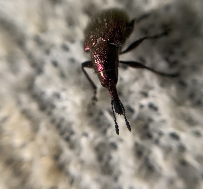 Rhynchites auratus - aranyos eszelény Rhynchites auratus - aranyos eszelény