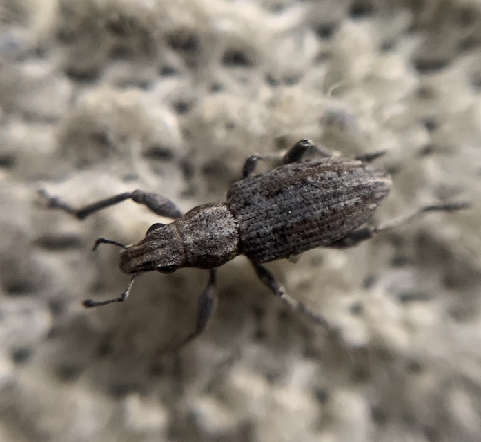 Charagmus griseus - szürke csipkézőbogár