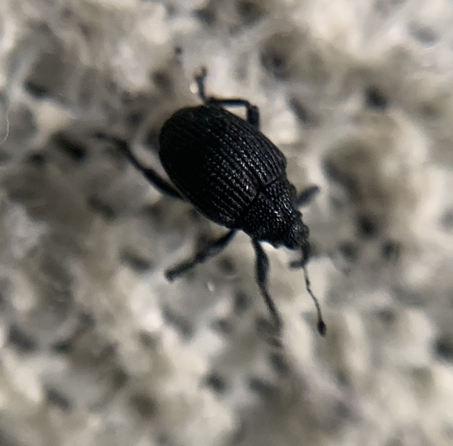 Ceutorhynchus scrobicollis - gödröstorú ceutormányos