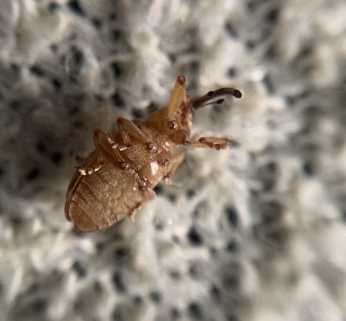 Dorytomus longimanus - kétalakú hangormányos