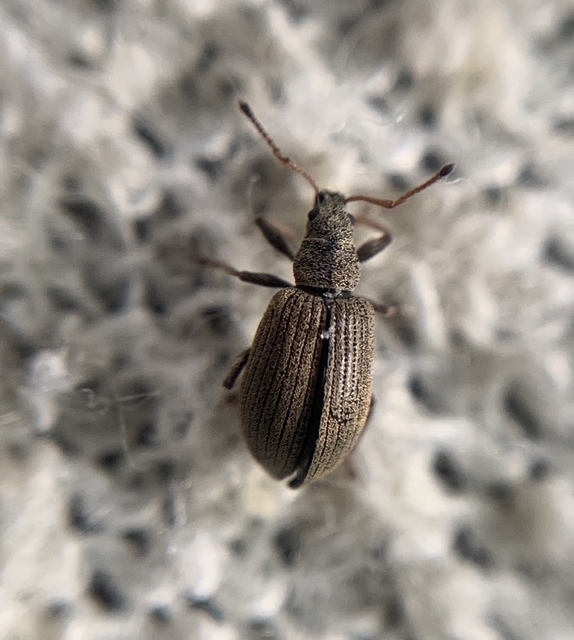 Phyllobius pallidus - tölgy-levélormányos