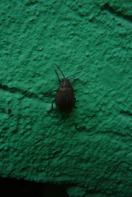 Galeruca pomonae - barna olajosbogár