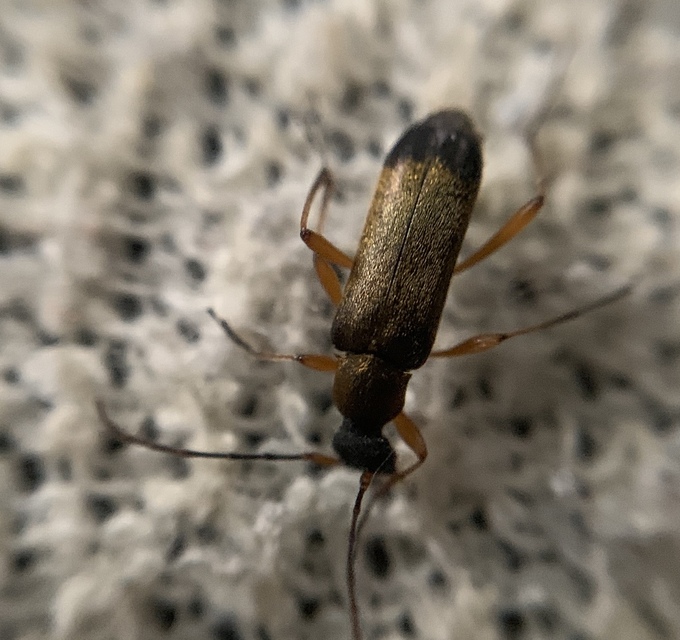 Grammoptera ustulata - aranyszőrű galagonyacincér Grammoptera ustulata - aranyszőrű galagonyacincér