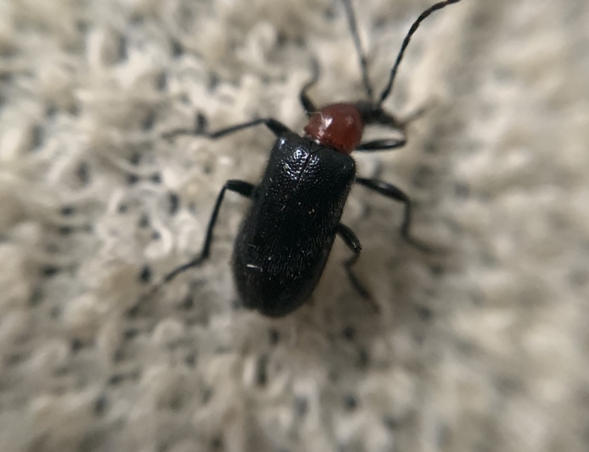 Dinoptera collaris - vörösnyakú virágcincér