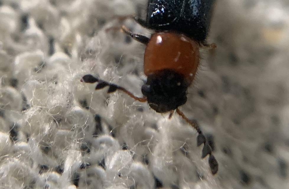 Dermestoides sanguinicollis - hengeres szúfarkas