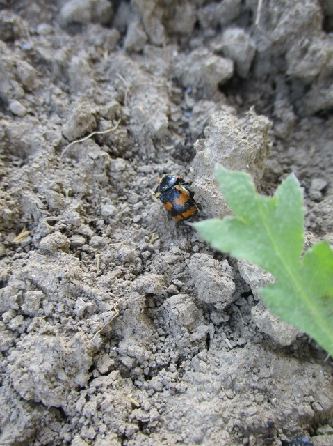 Nicrophorus vespillo - közönséges temetőbogár