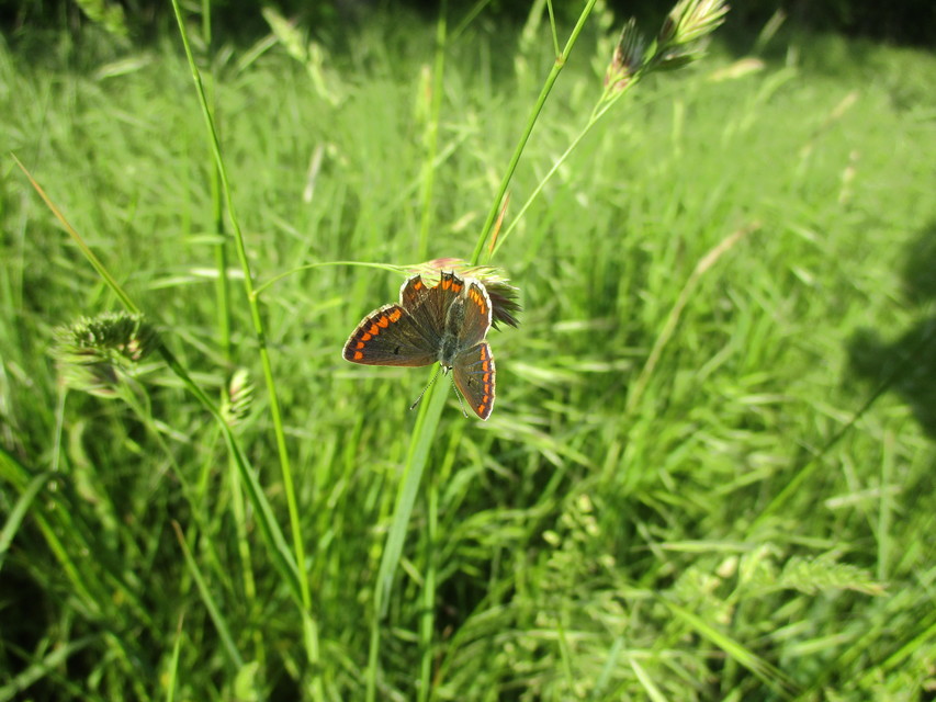 Aricia agestis - szerecsenboglárka