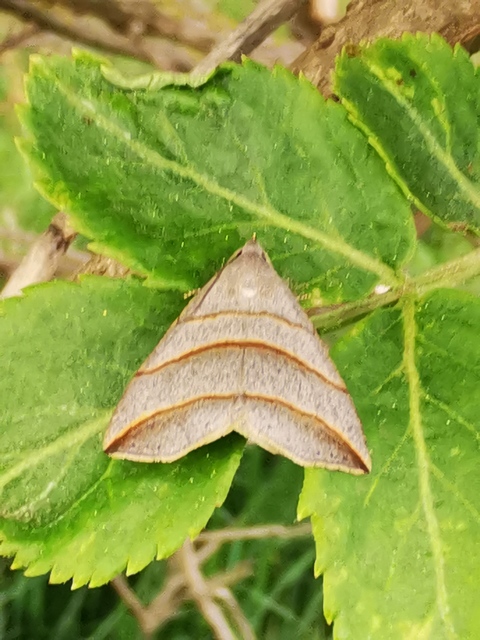 Colobochyla salicalis - háromsávos törpebagoly