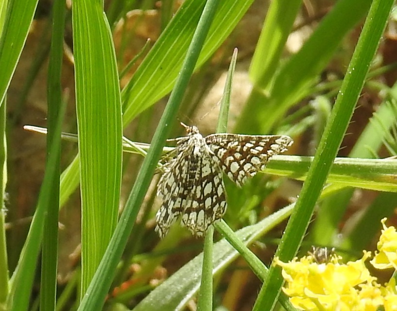 Chiasmia clathrata - rácsos rétiaraszoló