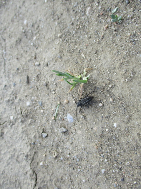 Neodorcadion bilineatum - kétsávos földicincér