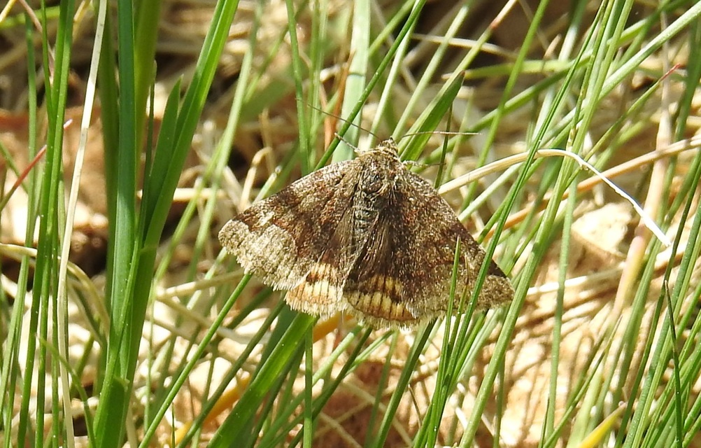 Euclidia glyphica - közönséges nappalibagoly