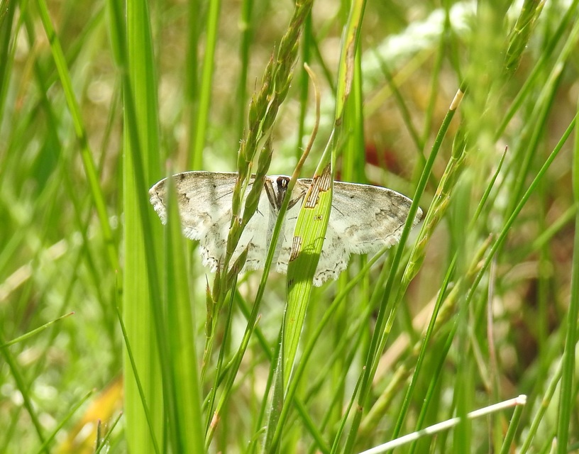 Scopula ornata - díszes fehéraraszoló
