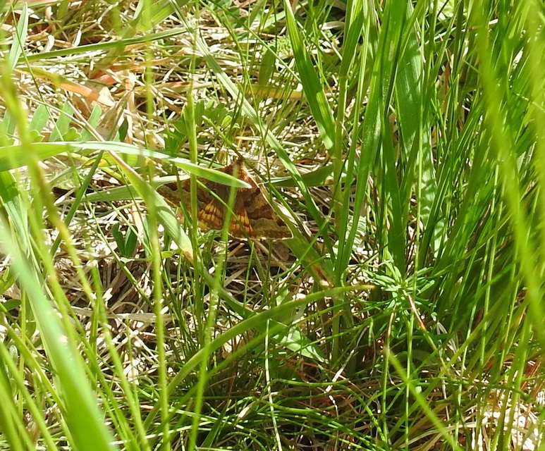 Euclidia glyphica - közönséges nappalibagoly