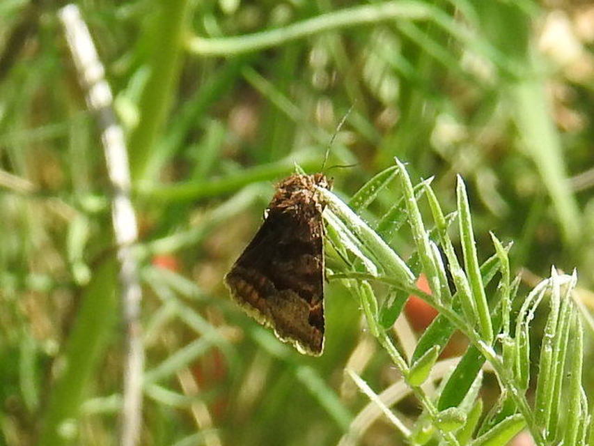 Euclidia glyphica - közönséges nappalibagoly