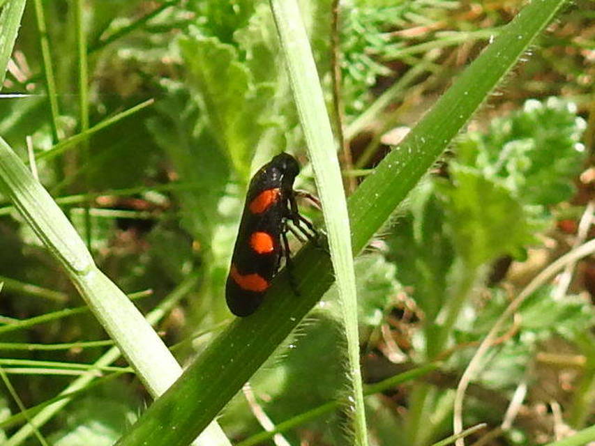 Cercopis