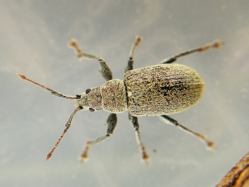 Phyllobius pyri - gyümölcsfa-levélormányos