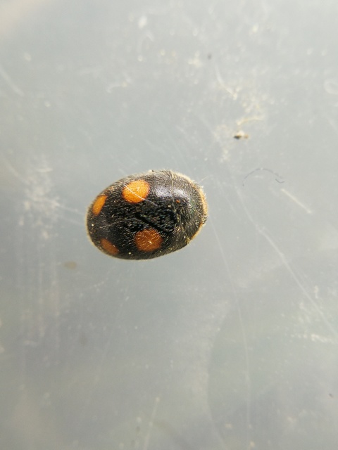 Platynaspis luteorubra - négypettyes szerecsenkata