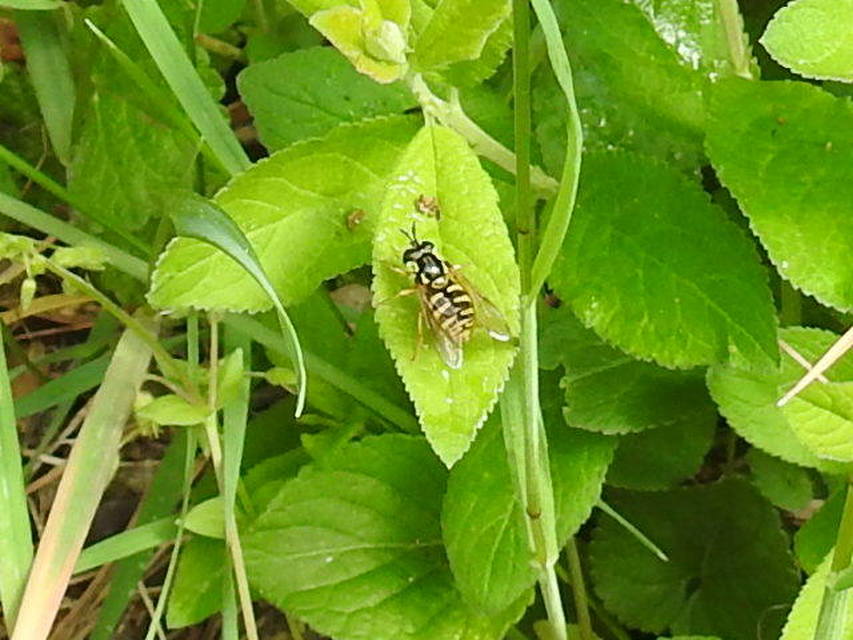 Chrysotoxum