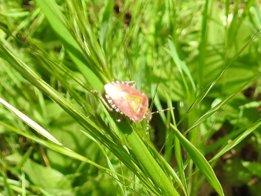 Dolycoris baccarum - közönséges bogyómászó-poloska Dolycoris baccarum - közönséges bogyómászó-poloska