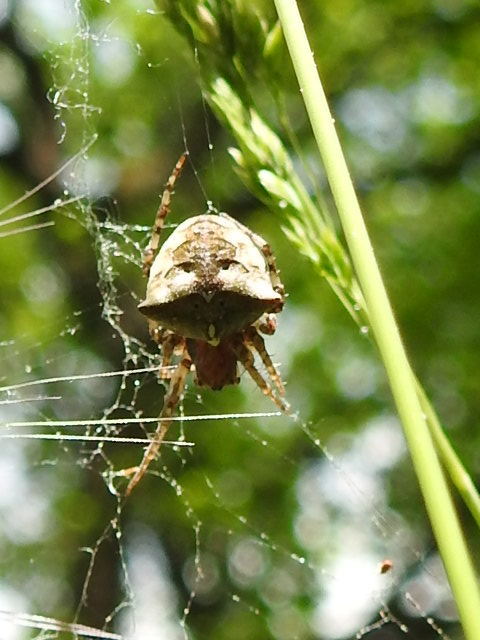 Gibbaranea bituberculata - kétcsúcsú keresztespók