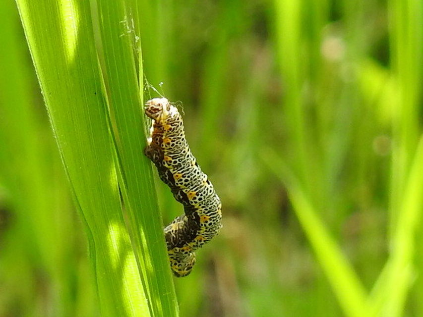 Artiora evonymaria - kecskerágó-araszoló