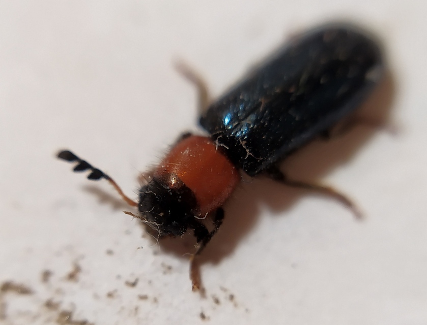 Dermestoides sanguinicollis - hengeres szúfarkas